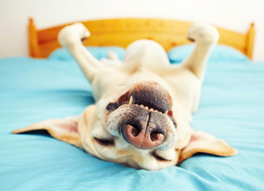 Does Your Dog Have a Snoring Problem?