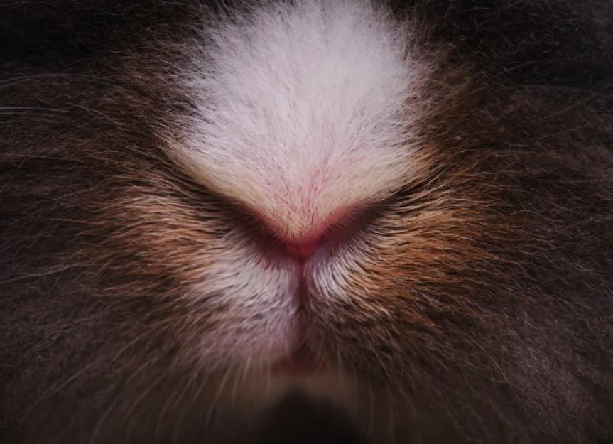 Snoring and Nasal Obstruction in Rabbits PetMD