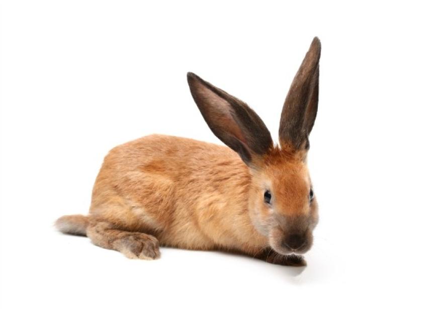 Sore Hocks in Rabbits | PetMD