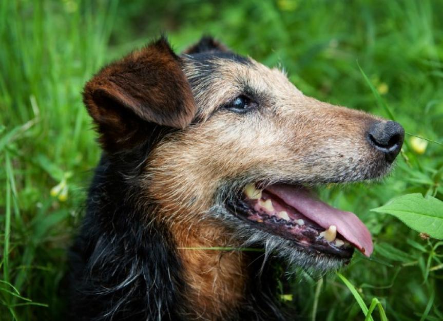 do intact dogs live longer