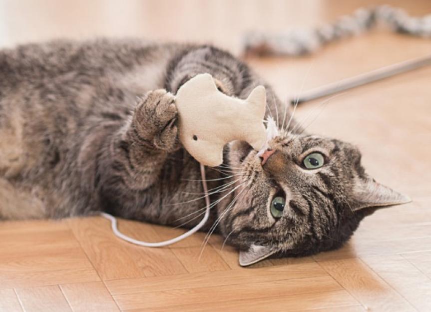 Why Do Cats Bring Gifts to Their Owners? | PetMD