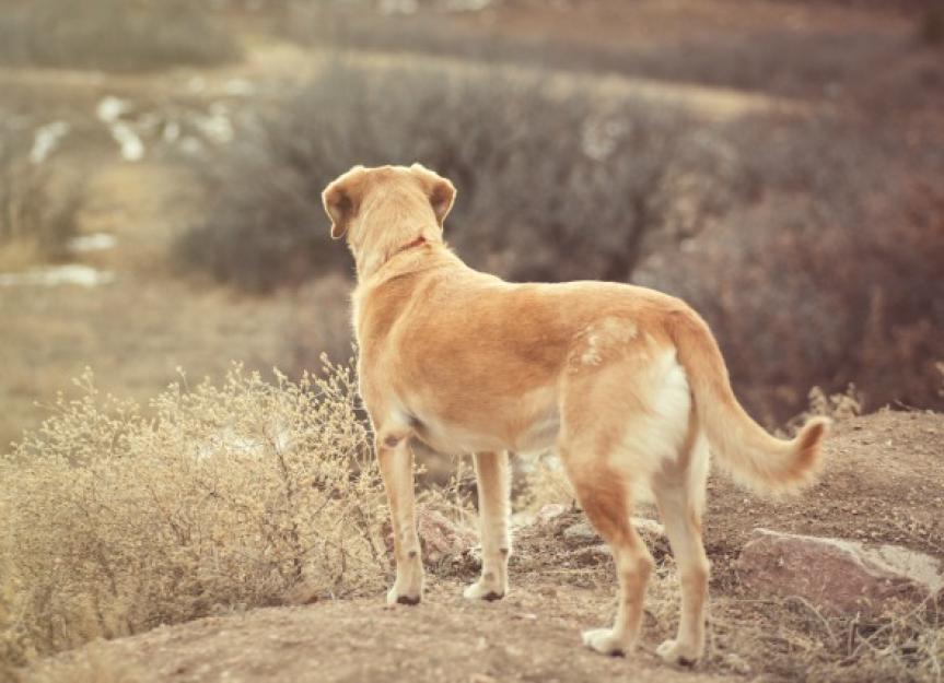Spinal Cord Disease in Dogs