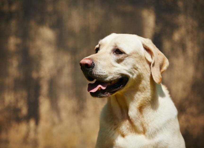 how is spondylosis in dogs treated