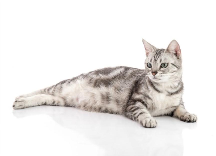 Spontaneous Abortion and Termination of Pregnancy in Cats PetMD