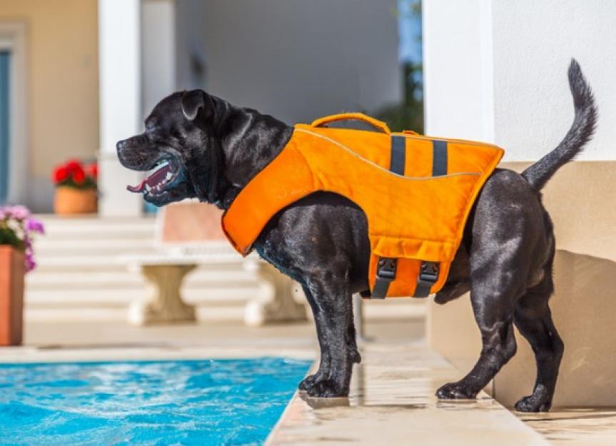 can pool shock hurt a dog