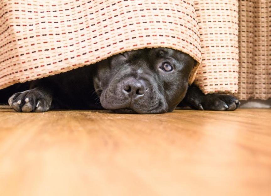 Why Do Certain Sounds Scare Dogs?