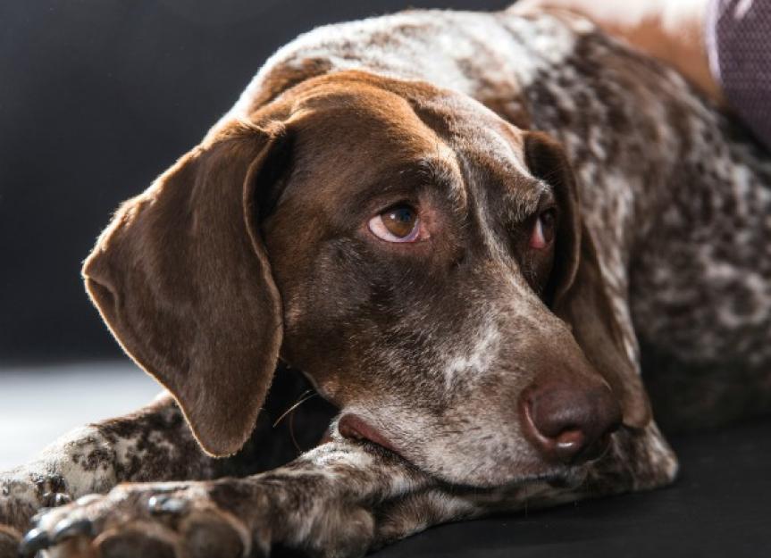 Steroid-Responsive Meningitis-Arteritis in Dogs