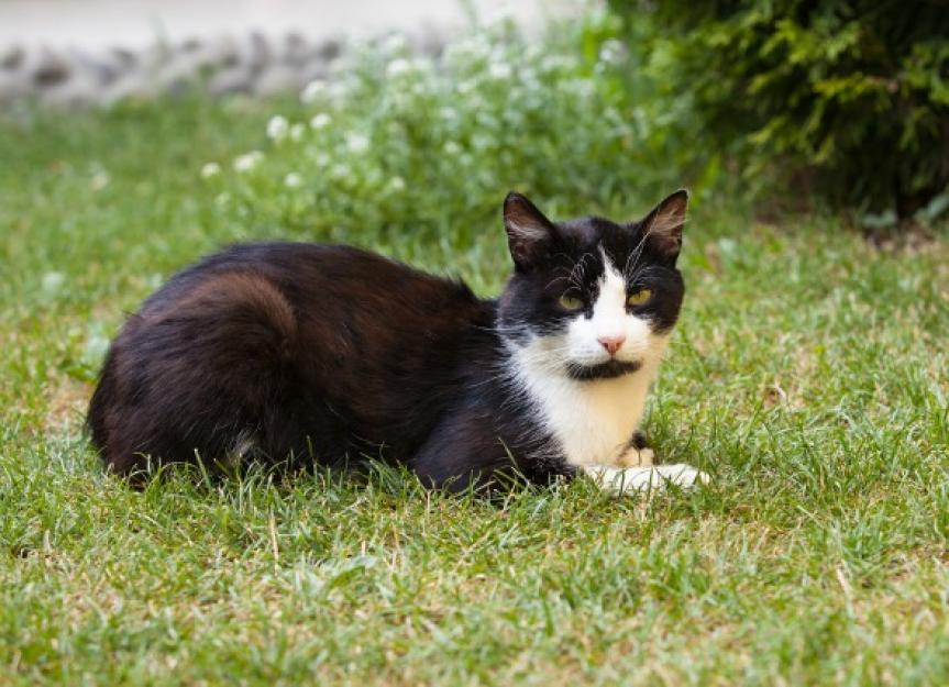 Stomach Worm Infection (Physalopterosis) in Cats | PetMD