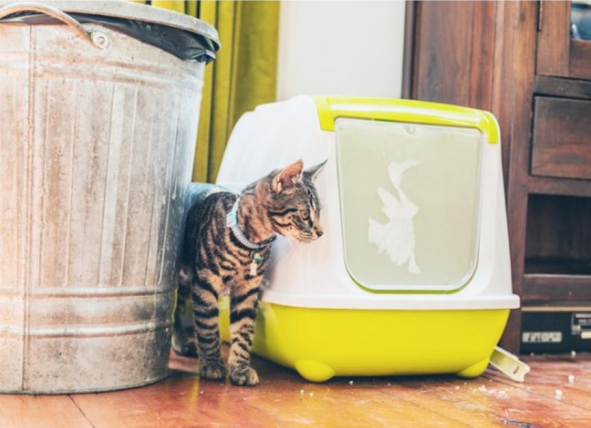 What's the Best Litter for Declawed Cats? PetMD