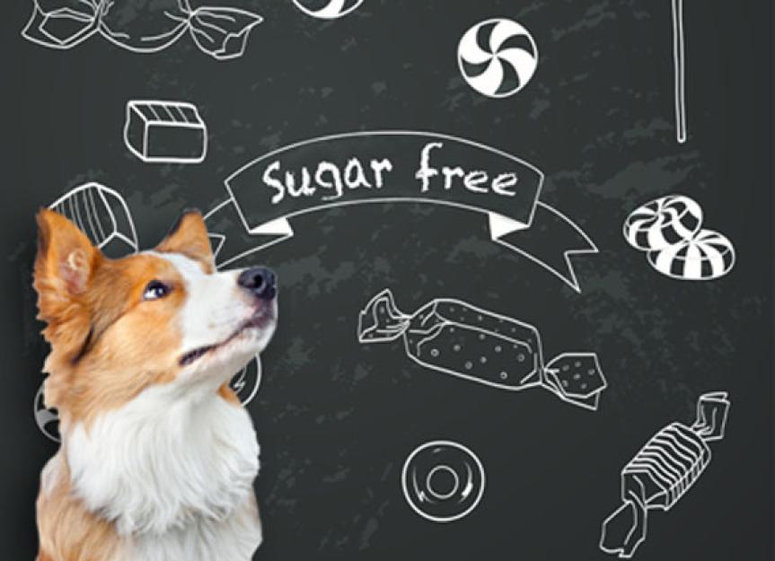 Sugar-Free Can be Deadly for Dogs