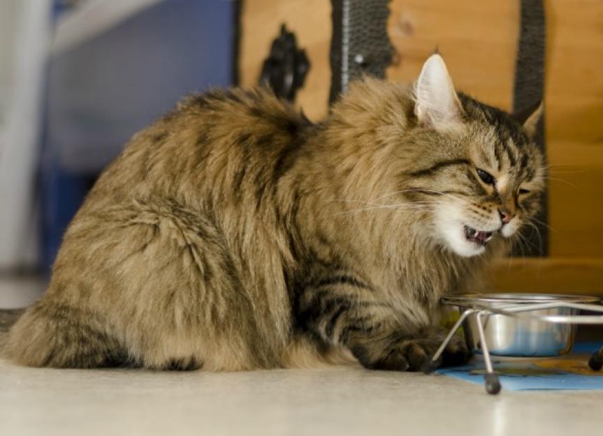 Swallowing Difficulties in Cats PetMD