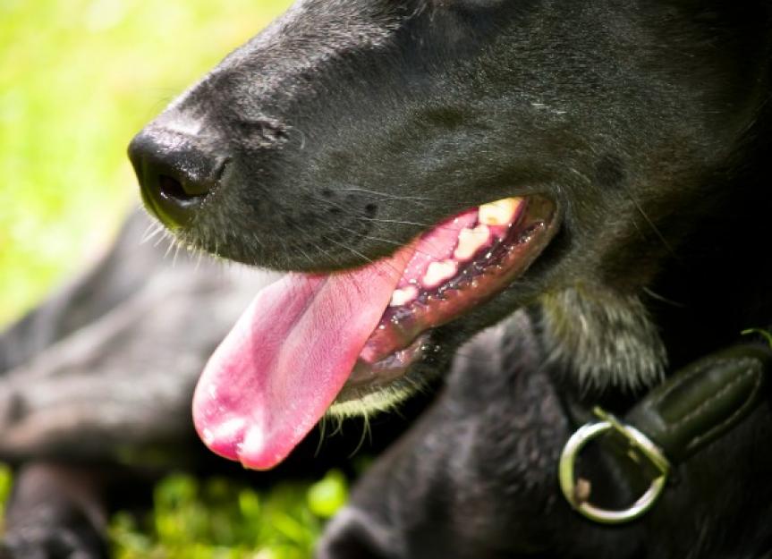 Swallowing Difficulties in Dogs PetMD