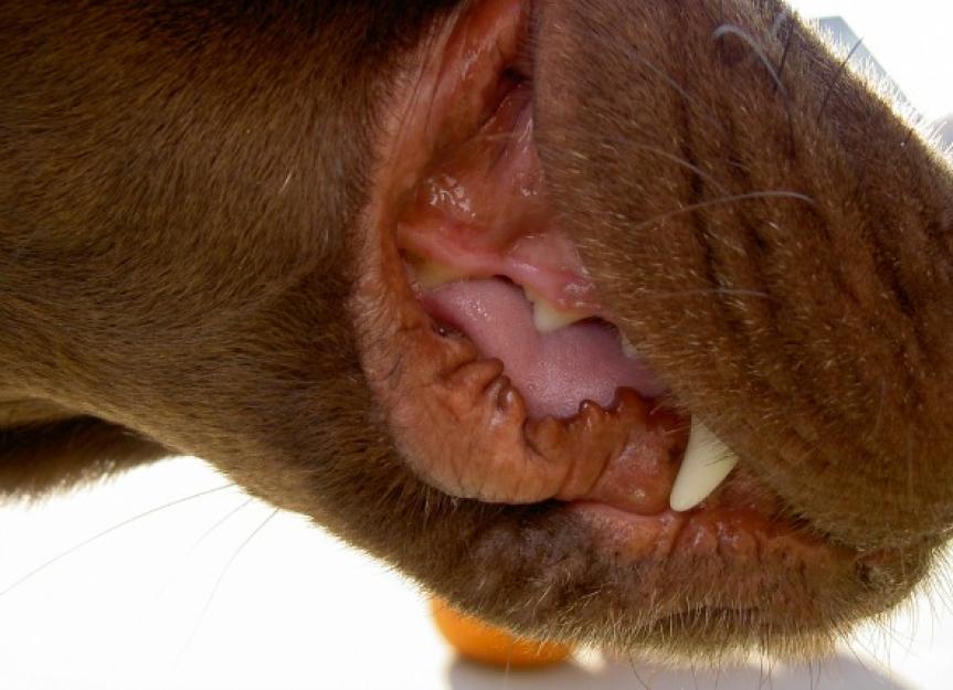 狗的牙龈肿胀