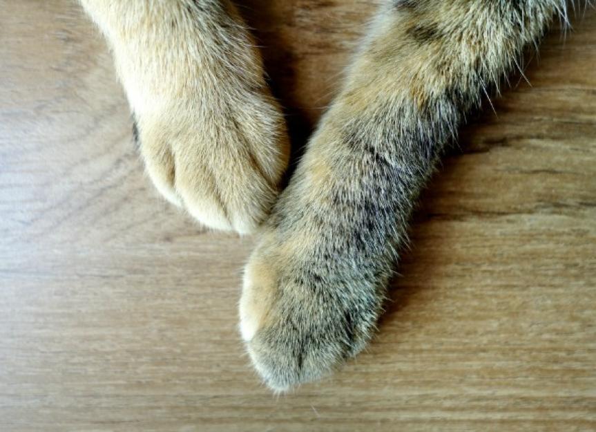 cat broken paw treatment