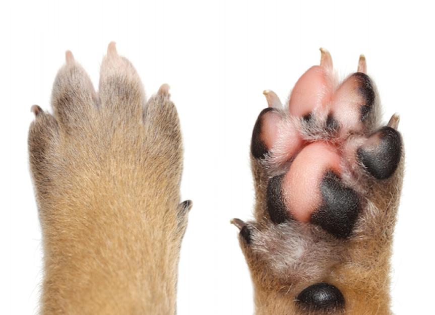 what does it mean when a dogs paws are red