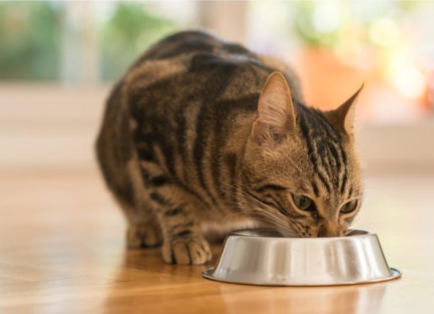 怎么喂猫才能增重