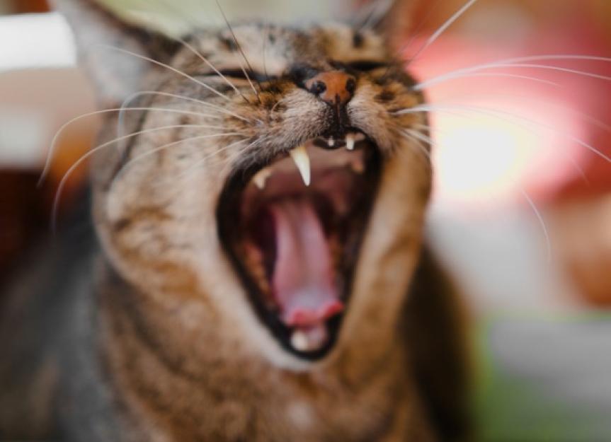 everything-you-need-to-know-about-cat-dental-cleanings-petmd