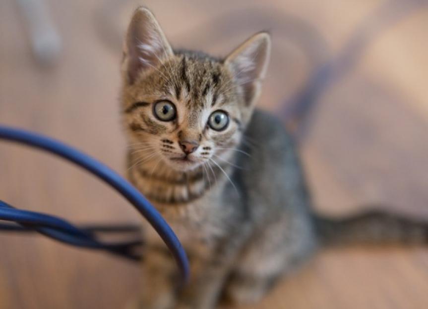 Electric Cord Bite Injury in Cats