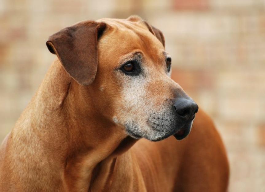 Testicular Tumor (Sertoli Cell) in Dogs PetMD