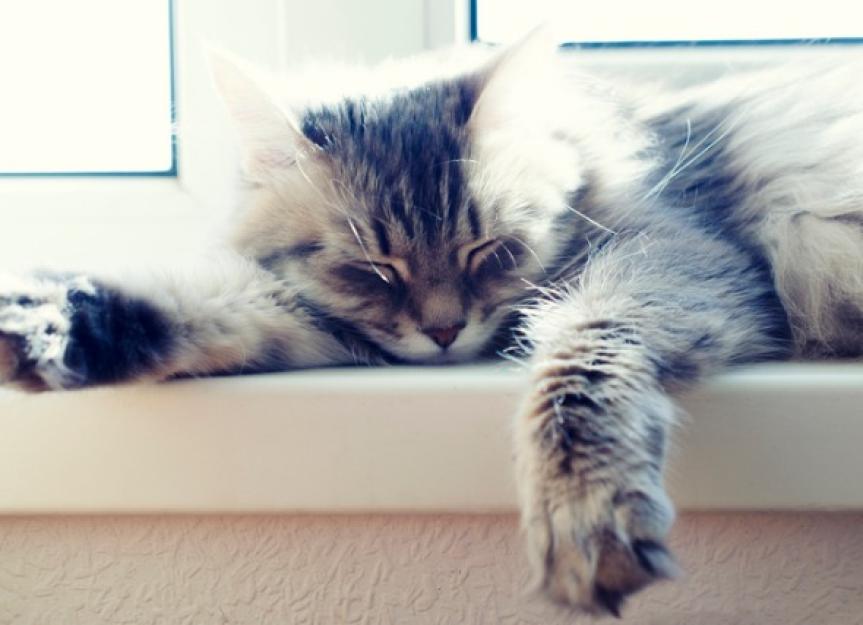 How Do Cats Sweat? | PetMD