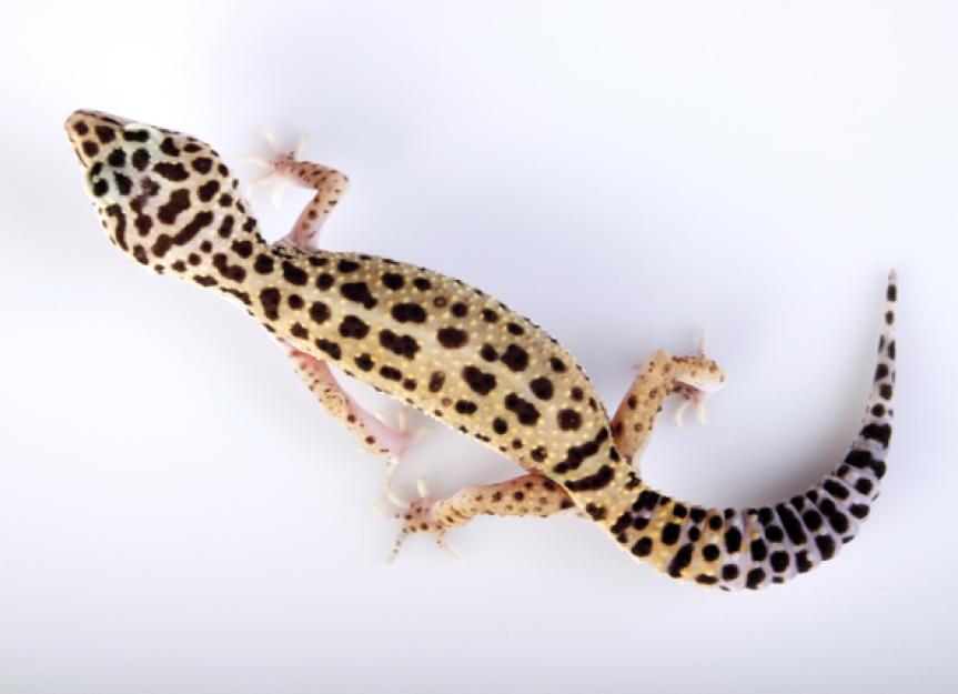 Übermäßiger Gewichtsverlust bei Geckos | Dünner Schwanz bei Leoparden