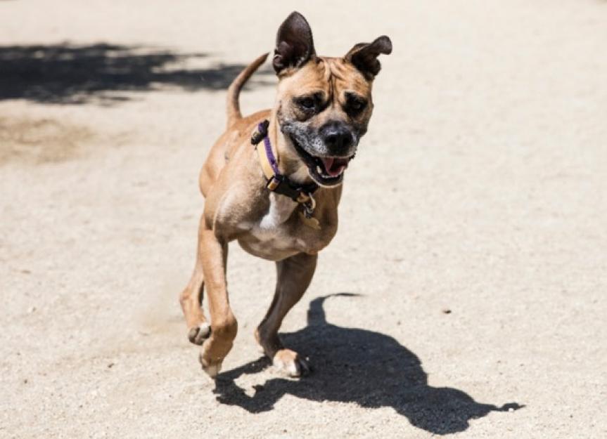 Caring for ThreeLegged Dogs and Cats, aka “Tripawds” PetMD