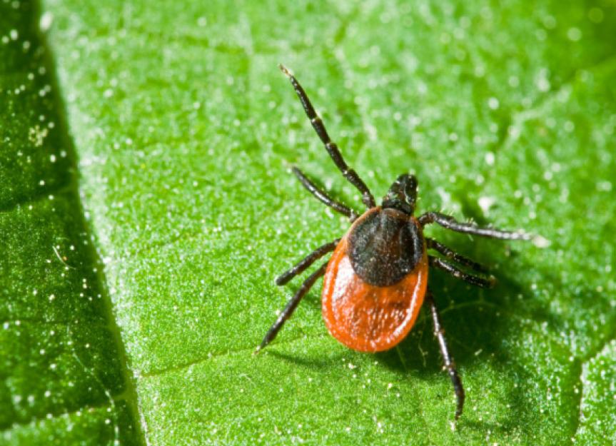 Ticks and Tick Control in Cats