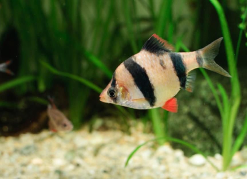 Worms in Fish Tanks – Are They Dangerous to Fish?