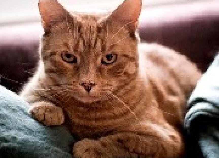 Ear tipping cats in theory and in practice