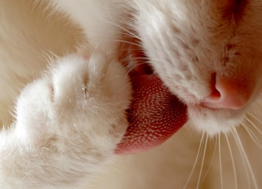 Tongue Cancer (Squamous Cell Carcinoma) in Cats