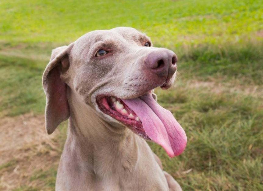 Tongue Cancer (Squamous Cell Carcinoma) in Dogs