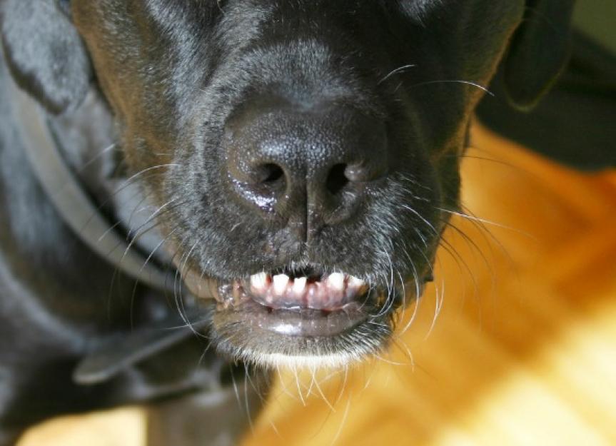 what to do if a dog loses a tooth
