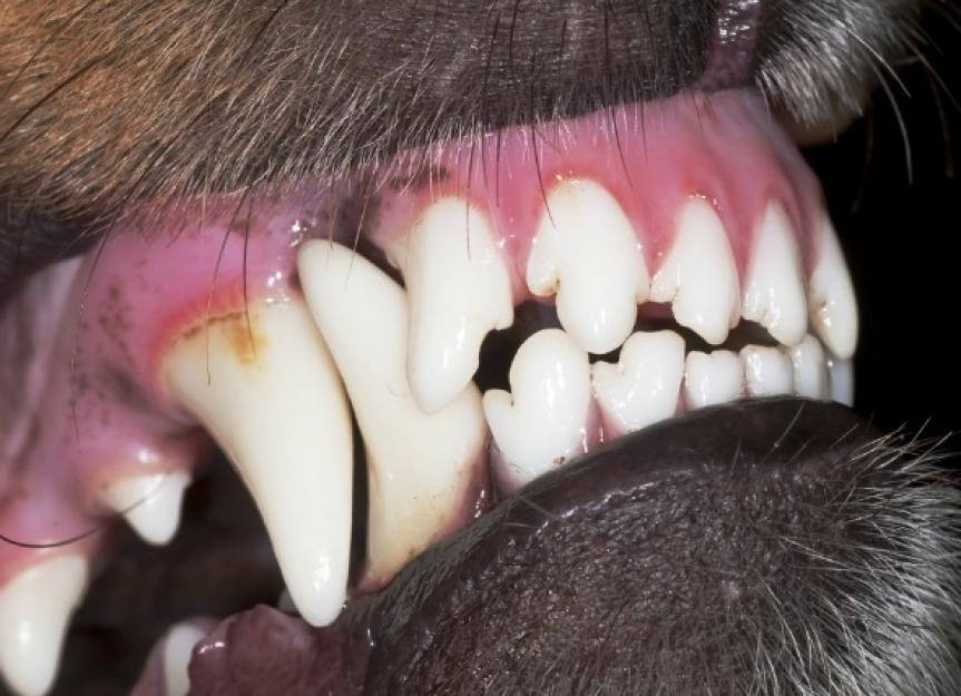 Tooth Fracture in Dogs PetMD