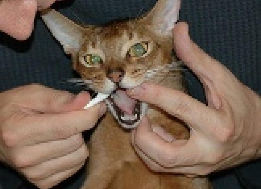 Do You Brush Your Cat’s Teeth?