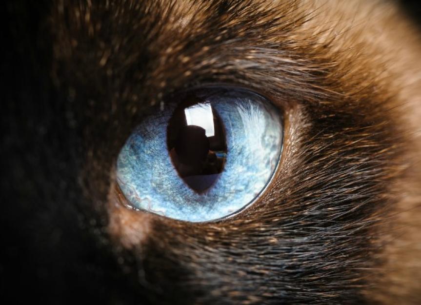 肿瘤在猫的眼睛