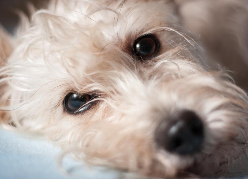 Tumor of the Eye in Dogs | PetMD
