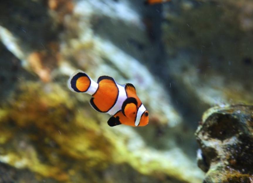 Tumors And Cancers in Fish PetMD