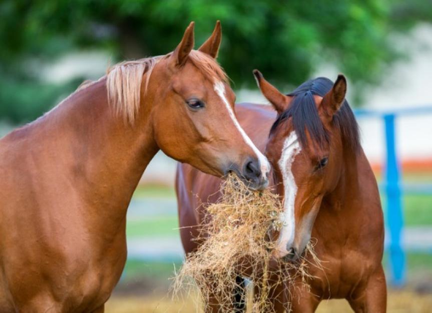 How to Keep Moldy Horse Hay from Endangering Your Horse PetMD