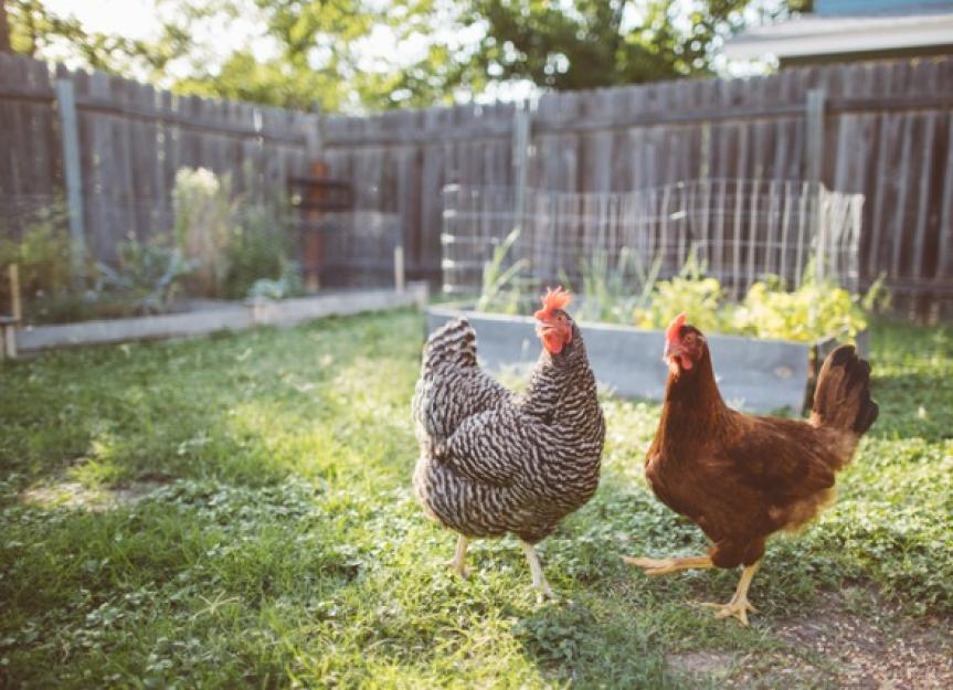 What You Should Know Before Getting Backyard Chickens