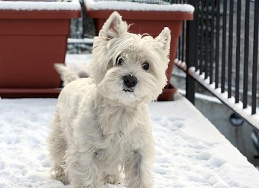 Caring for Your Pet’s Skin During the Winter Season