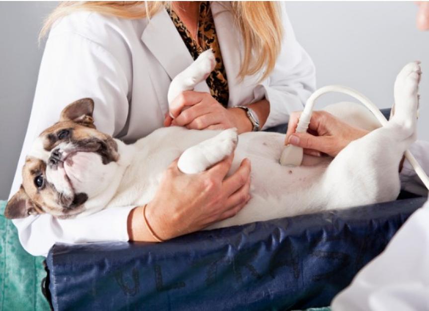 what can a dog ultrasound show
