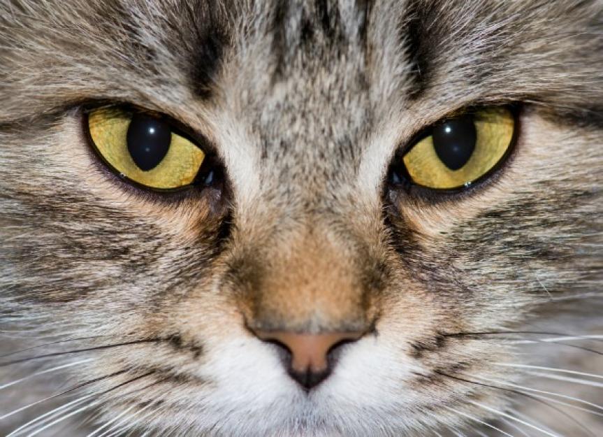 A domestic shorthair cat with dilated pupils and its mouth open in