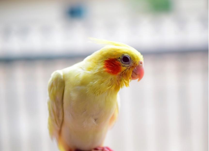 How to Tell if Your Bird is Unhappy or Stressed – And What to Do