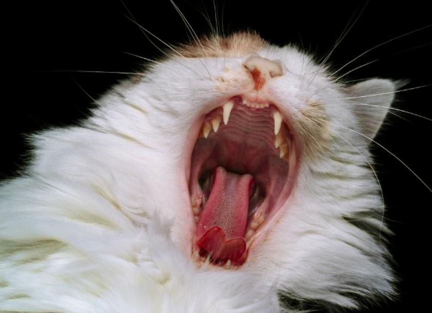 Upper and Lower Jaw Fracture in Cats