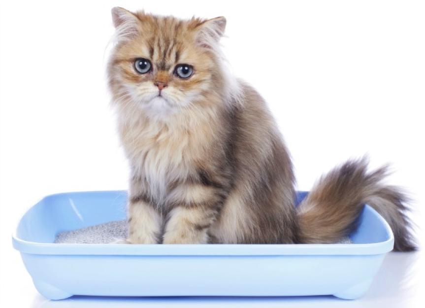 how-to-diagnose-and-treat-urinary-blockages-in-cats-11-steps