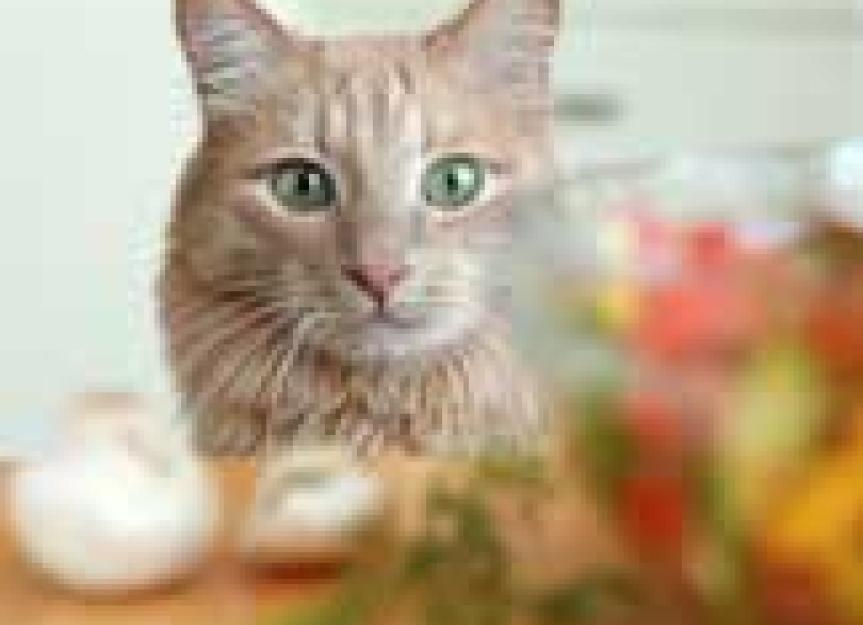 Can Cats be Vegetarians?