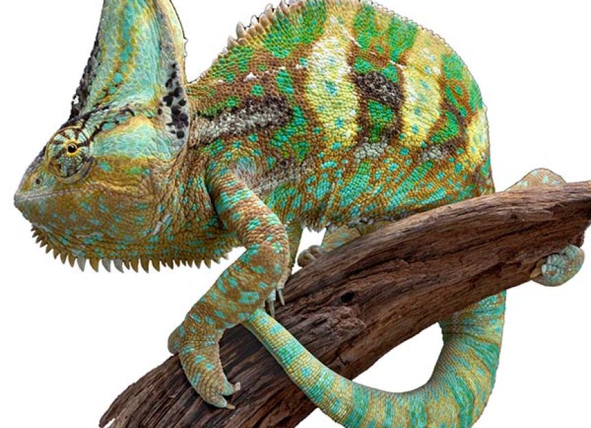 Veiled Chameleon - Chameleo calyptratus calyptratus
