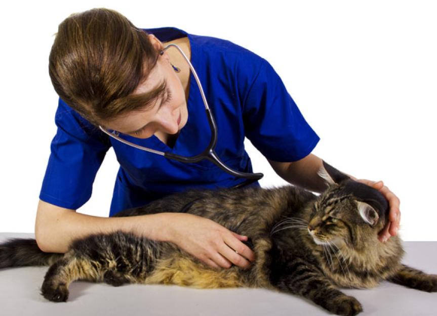 Salmonella Infection in Cats PetMD