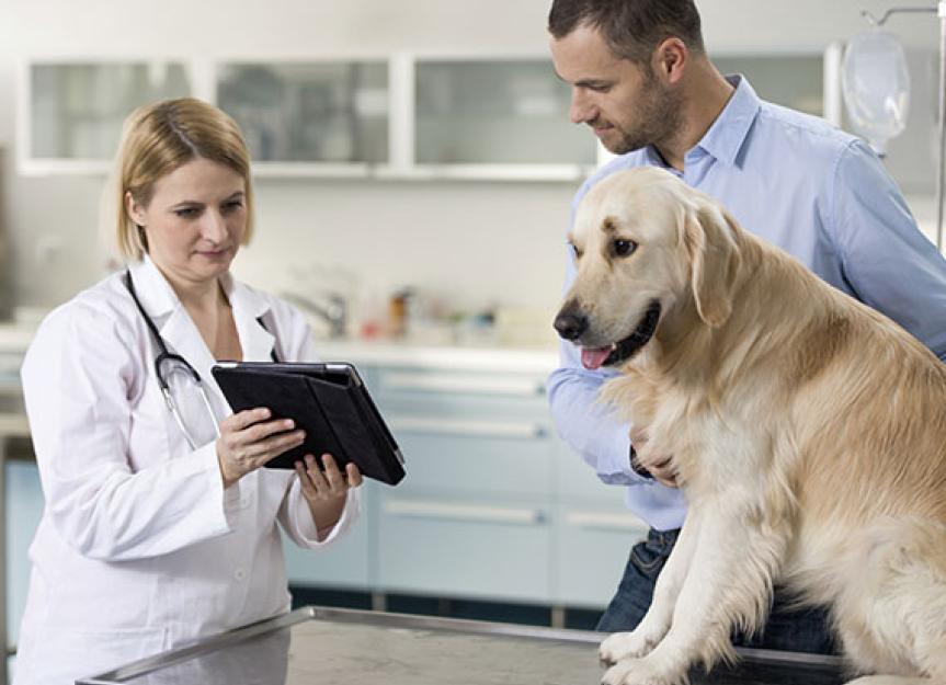 how-long-can-dogs-live-with-untreated-cancer