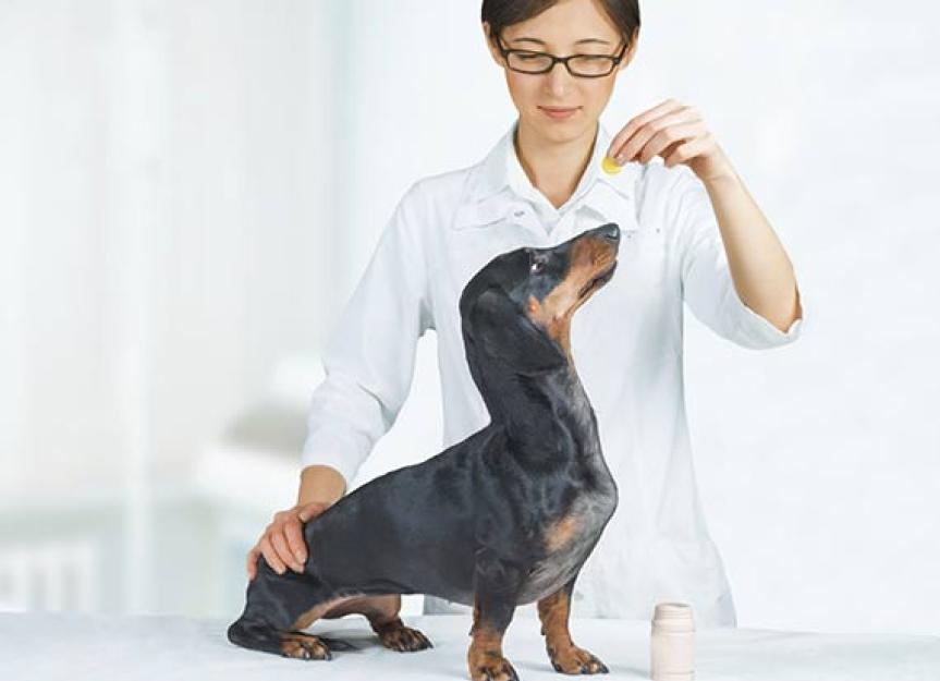 Should Your Dog be on a Probiotic?